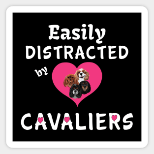 Easily distracted by my Cavalier King Charles Spaniels Sticker